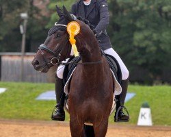horse Zalissimo (German Sport Horse, 2020, from Birkhof's Zalando OLD)