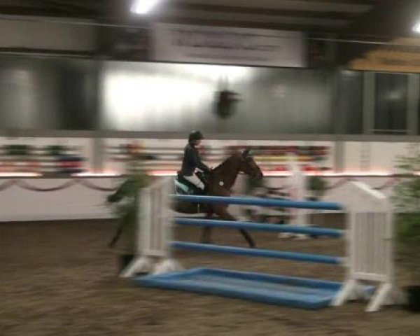 Hallen-Reit- und Springturnier des RV Suedlohn-Oeding für Ponys und Großpferde 2012