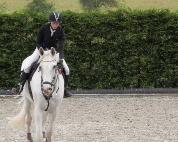 Reitturnier Margarethenhof / Beckingen 2024