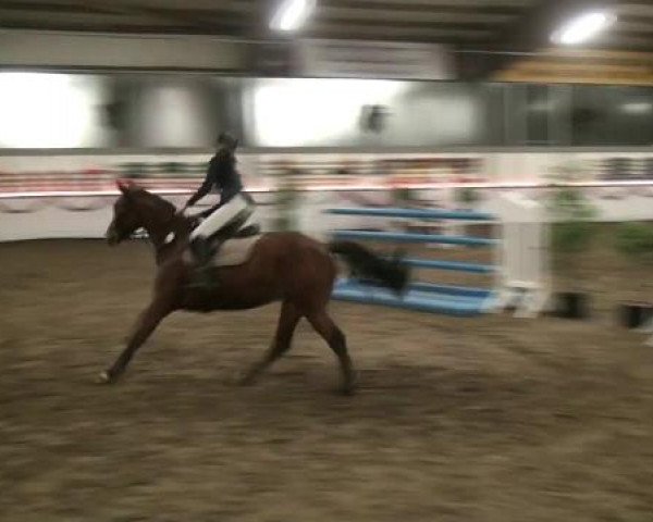Hallen-Reit- und Springturnier des RV Suedlohn-Oeding für Ponys und Großpferde 2012