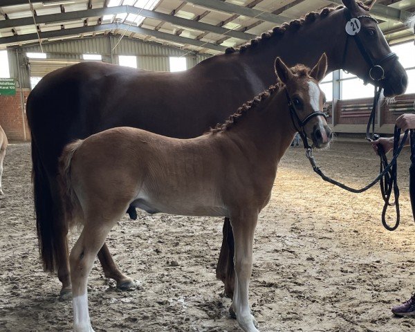Pferd Diamantio (Deutsches Reitpony, 2024, von Diamond Touch NRW)