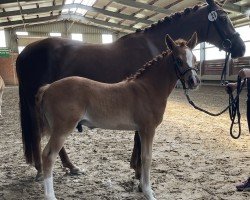 horse Diamantio (German Riding Pony, 2024, from Diamond Touch NRW)