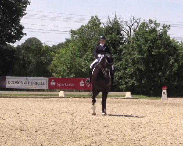 Reitturnier St. Georg Münster | Dressurtage am Aasee 2024