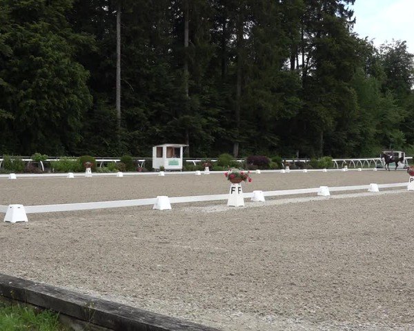 Reitturnier Grüningen 2024