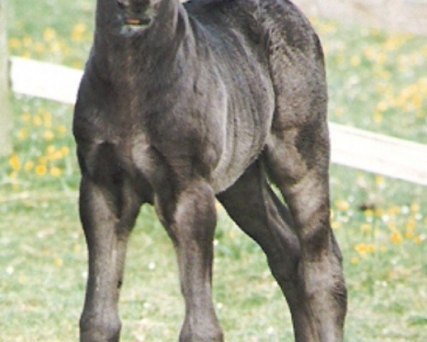 Pferd Rainhill Magician (Welsh-Cob (Sek. D), 1997, von Nebo More Magic)