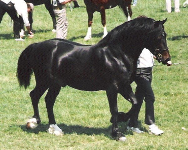 stallion Tyreos More Magic (Welsh-Cob (Sek. D), 1987, from Nebo More Magic)