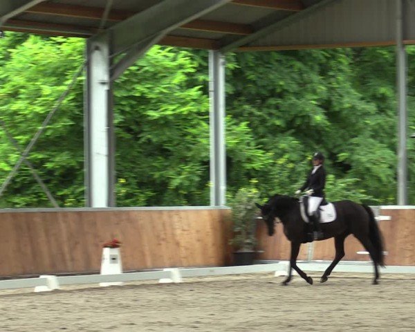 Reitturnier Langenfeld 2024