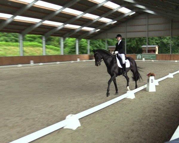 Reitturnier Langenfeld 2024