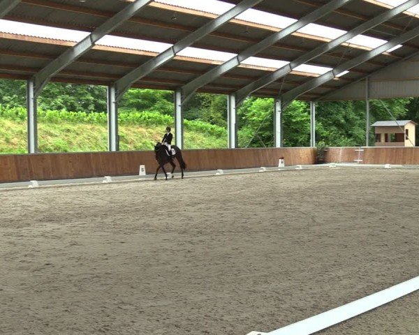 Reitturnier Langenfeld 2024
