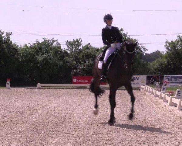 Reitturnier St. Georg Münster | Dressurtage am Aasee 2024