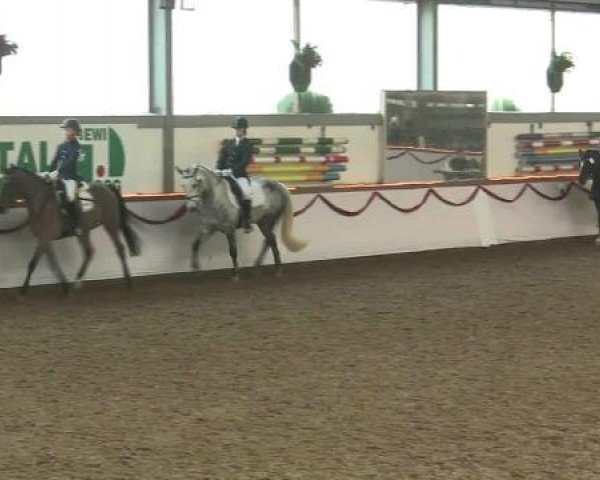 Hallen-Reit- und Springturnier des RV Suedlohn-Oeding für Ponys und Großpferde 2012