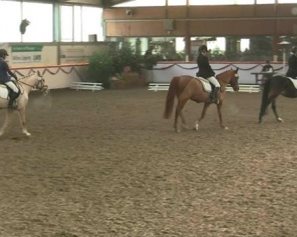 Hallen-Reit- und Springturnier des RV Suedlohn-Oeding für Ponys und Großpferde 2012