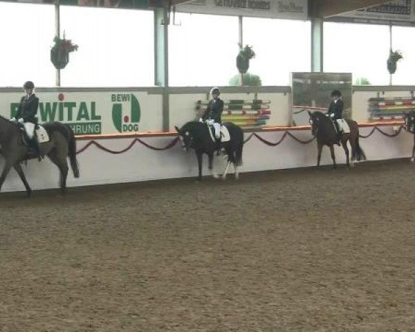 Hallen-Reit- und Springturnier des RV Suedlohn-Oeding für Ponys und Großpferde 2012