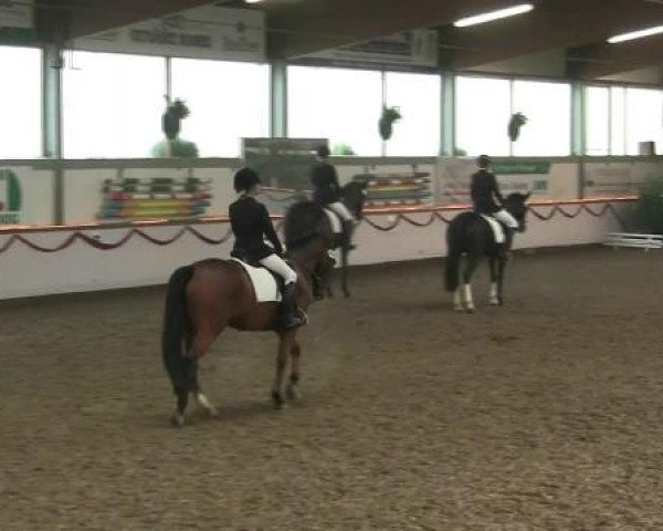 Hallen-Reit- und Springturnier des RV Suedlohn-Oeding für Ponys und Großpferde 2012
