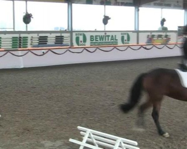 Hallen-Reit- und Springturnier des RV Suedlohn-Oeding für Ponys und Großpferde 2012