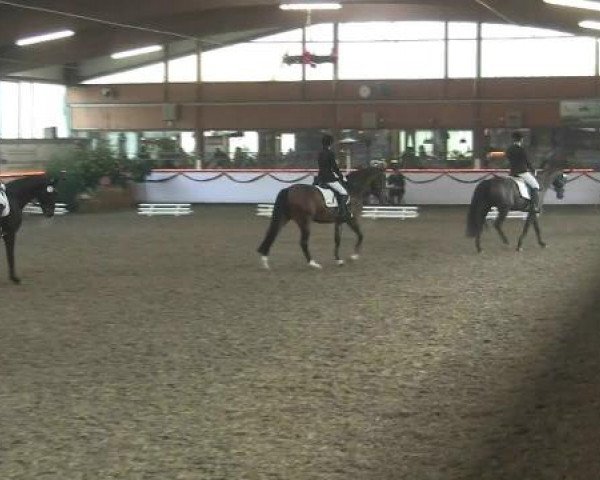 Hallen-Reit- und Springturnier des RV Suedlohn-Oeding für Ponys und Großpferde 2012