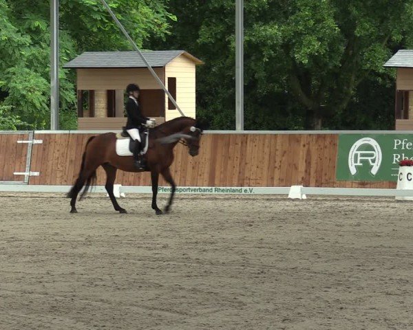 Reitturnier Langenfeld 2024