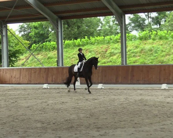 Reitturnier Langenfeld 2024