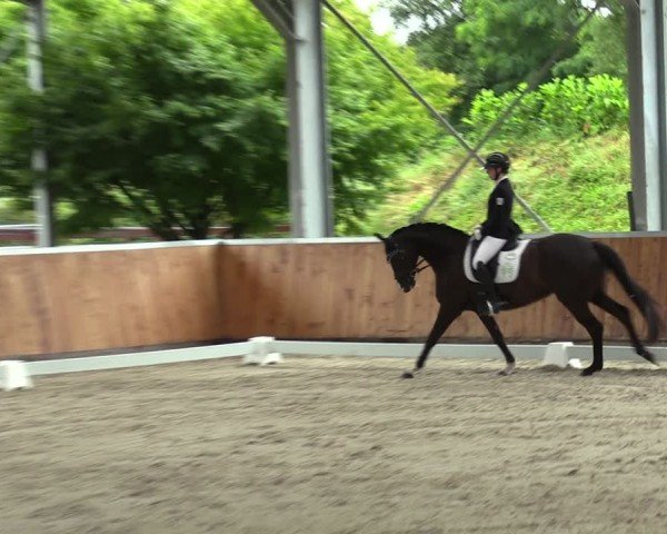 Reitturnier Langenfeld 2024