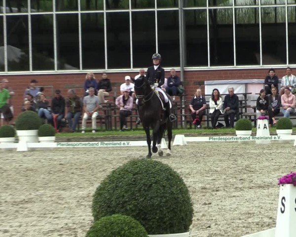 Reitturnier Langenfeld 2024