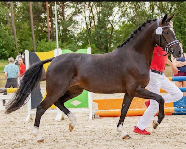 broodmare Ginny Weasley WE (German Riding Pony, 2020, from Neverland WE)
