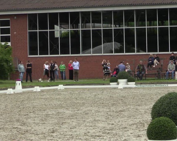 Reitturnier Langenfeld 2024