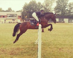 broodmare Cookie 120 (German Sport Horse, 2015, from Campitello)