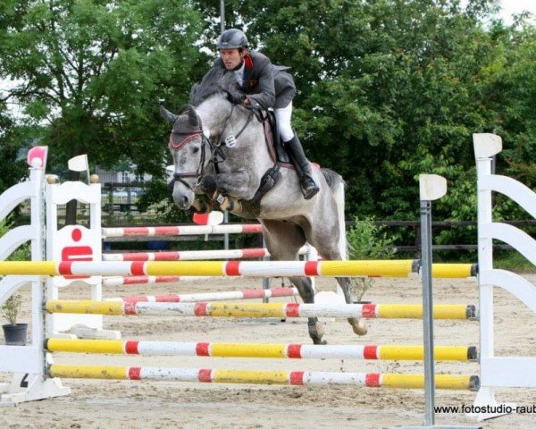 Springpferd Collin 103 (Oldenburger Springpferd, 2007, von Clinton H)