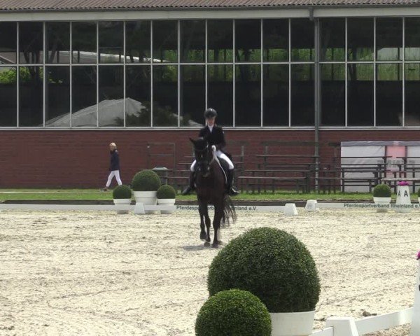 Reitturnier Langenfeld 2024