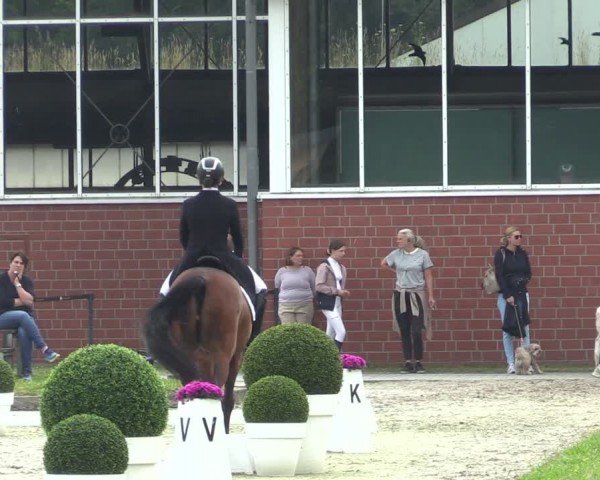 Reitturnier Langenfeld 2024