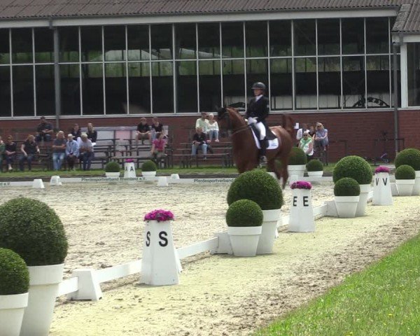 Reitturnier Langenfeld 2024