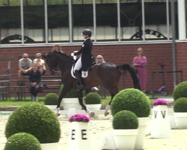 Reitturnier Langenfeld 2024