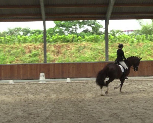 Reitturnier Langenfeld 2024