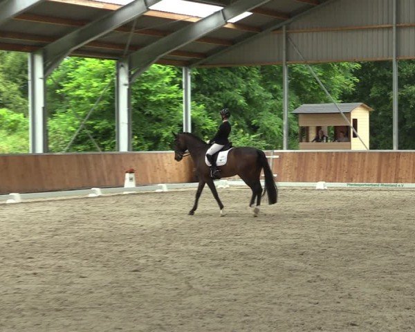 Reitturnier Langenfeld 2024