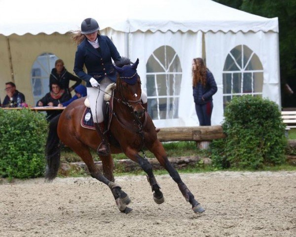 jumper Irana Von Pachern (Austrian Warmblood, 2015, from Stationar)