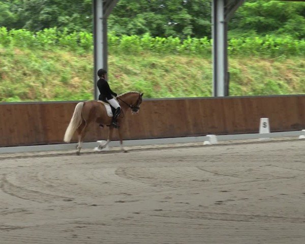 Reitturnier Langenfeld 2024