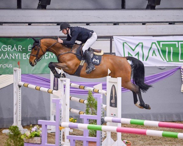 Springpferd Vanda (Ungarisches Warmblut, 2016, von Argon)