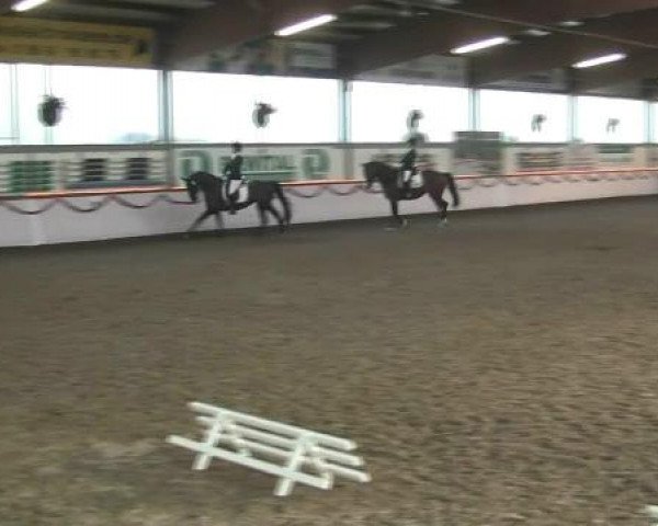 Hallen-Reit- und Springturnier des RV Suedlohn-Oeding für Ponys und Großpferde 2012