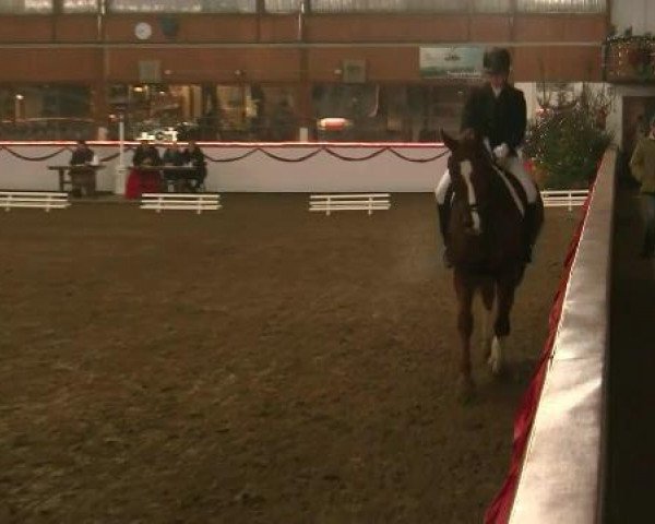 Hallen-Reit- und Springturnier des RV Suedlohn-Oeding für Ponys und Großpferde 2012