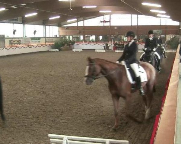 Hallen-Reit- und Springturnier des RV Suedlohn-Oeding für Ponys und Großpferde 2012
