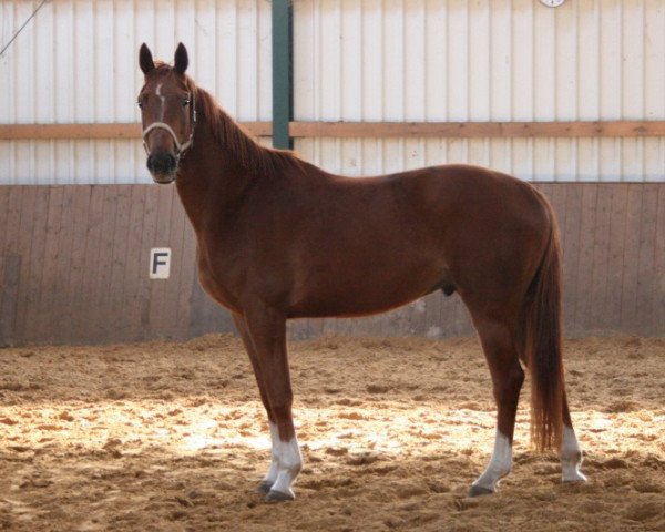 horse Henrik 6 (Trakehner, 2007, from Tannenhof’s Solero TSF)
