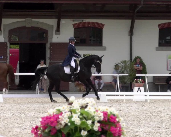 Reitturnier Avenches 2024