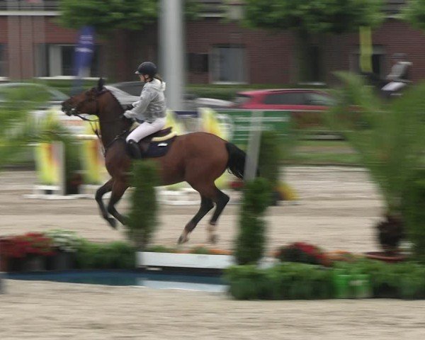 Reitturnier Langenfeld 2024