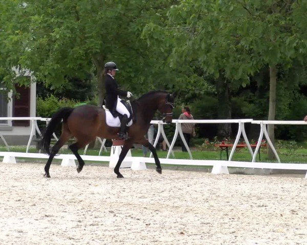 Reitturnier Avenches 2024
