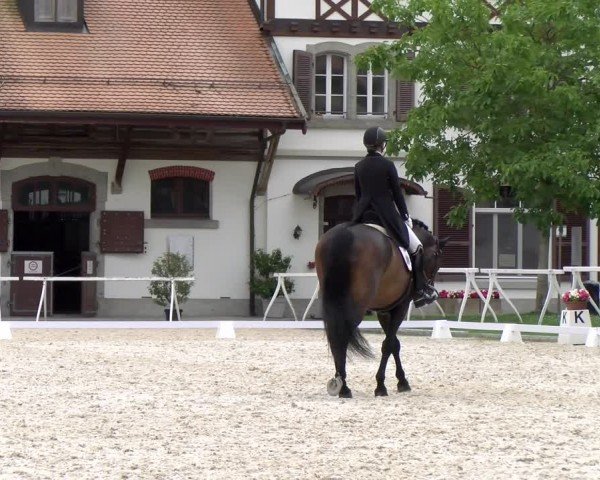 Reitturnier Avenches 2024