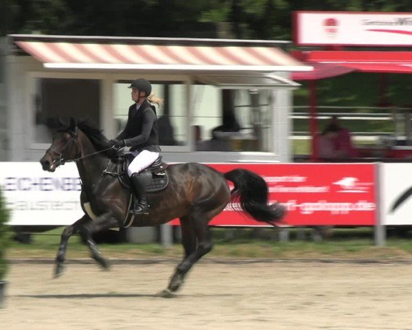 Reitturnier Langenfeld 2024