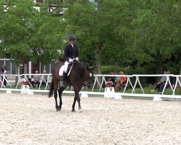Reitturnier Avenches 2024