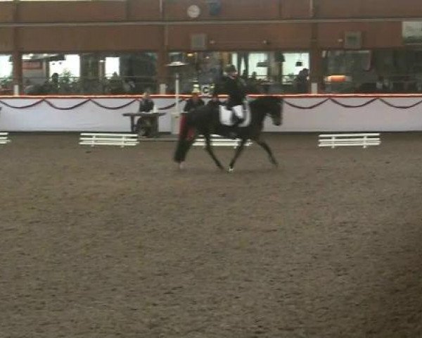 Hallen-Reit- und Springturnier des RV Suedlohn-Oeding für Ponys und Großpferde 2012