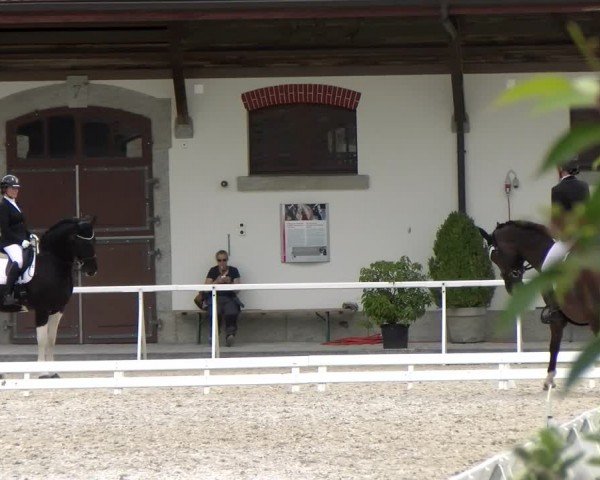 Reitturnier Avenches 2024