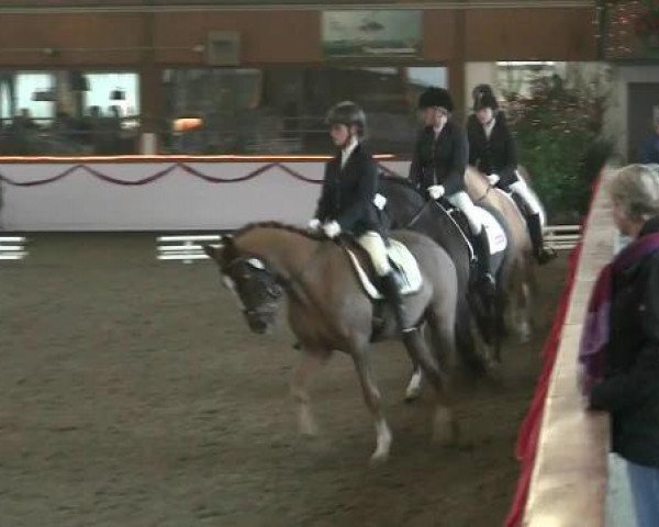 Hallen-Reit- und Springturnier des RV Suedlohn-Oeding für Ponys und Großpferde 2012